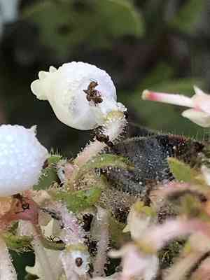 Kings mountain manzanita(Arctostaphylos regismontana)