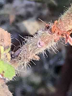 Kings mountain manzanita(Arctostaphylos regismontana)