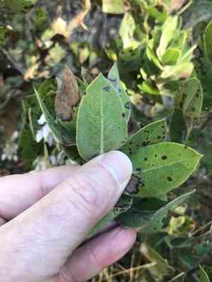 Kings mountain manzanita(Arctostaphylos regismontana)