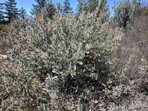 Bonny doon manzanita(Arctostaphylos silvicola)