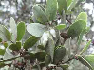 Bonny doon manzanita(Arctostaphylos silvicola)