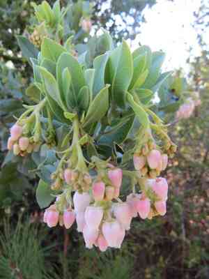 Bonny doon manzanita(Arctostaphylos silvicola)
