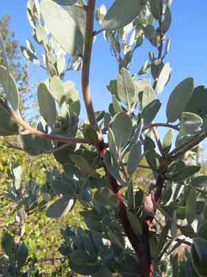 Bonny doon manzanita(Arctostaphylos silvicola)