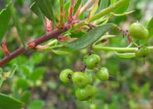 Stanford's manzanita(Arctostaphylos stanfordiana)