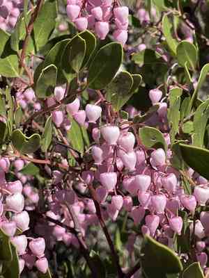Stanford's manzanita(Arctostaphylos stanfordiana)
