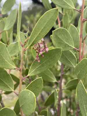 Stanford's manzanita(Arctostaphylos stanfordiana)