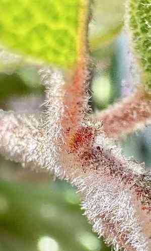 Woollyleaf manzanita(Arctostaphylos tomentosa)