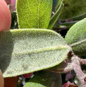 Woollyleaf manzanita(Arctostaphylos tomentosa)