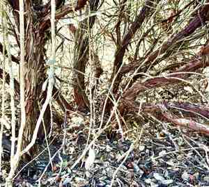 Woollyleaf manzanita(Arctostaphylos tomentosa)