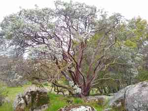 Whiteleaf manzanita(Arctostaphylos viscida)