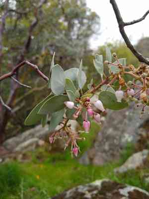 Whiteleaf manzanita(Arctostaphylos viscida)