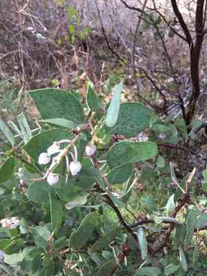 Whiteleaf manzanita(Arctostaphylos viscida)