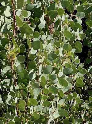 Whiteleaf manzanita(Arctostaphylos viscida)