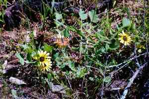 Cape dandelion(Arctotheca calendula)