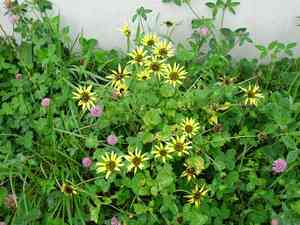 Cape dandelion(Arctotheca calendula)