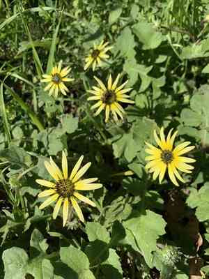 Cape dandelion(Arctotheca calendula)