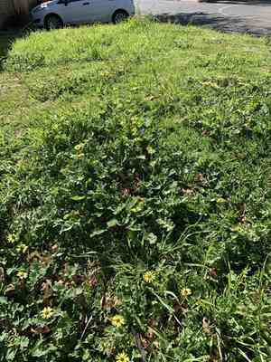 Cape dandelion(Arctotheca calendula)