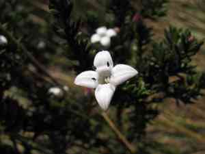 Arcytophyllum nitidum(Arcytophyllum nitidum)