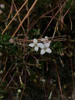 Arcytophyllum nitidum(Arcytophyllum nitidum)