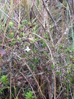 Arcytophyllum nitidum(Arcytophyllum nitidum)
