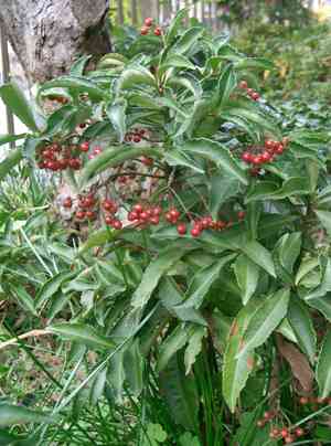 Christmas berry(Ardisia crenata)