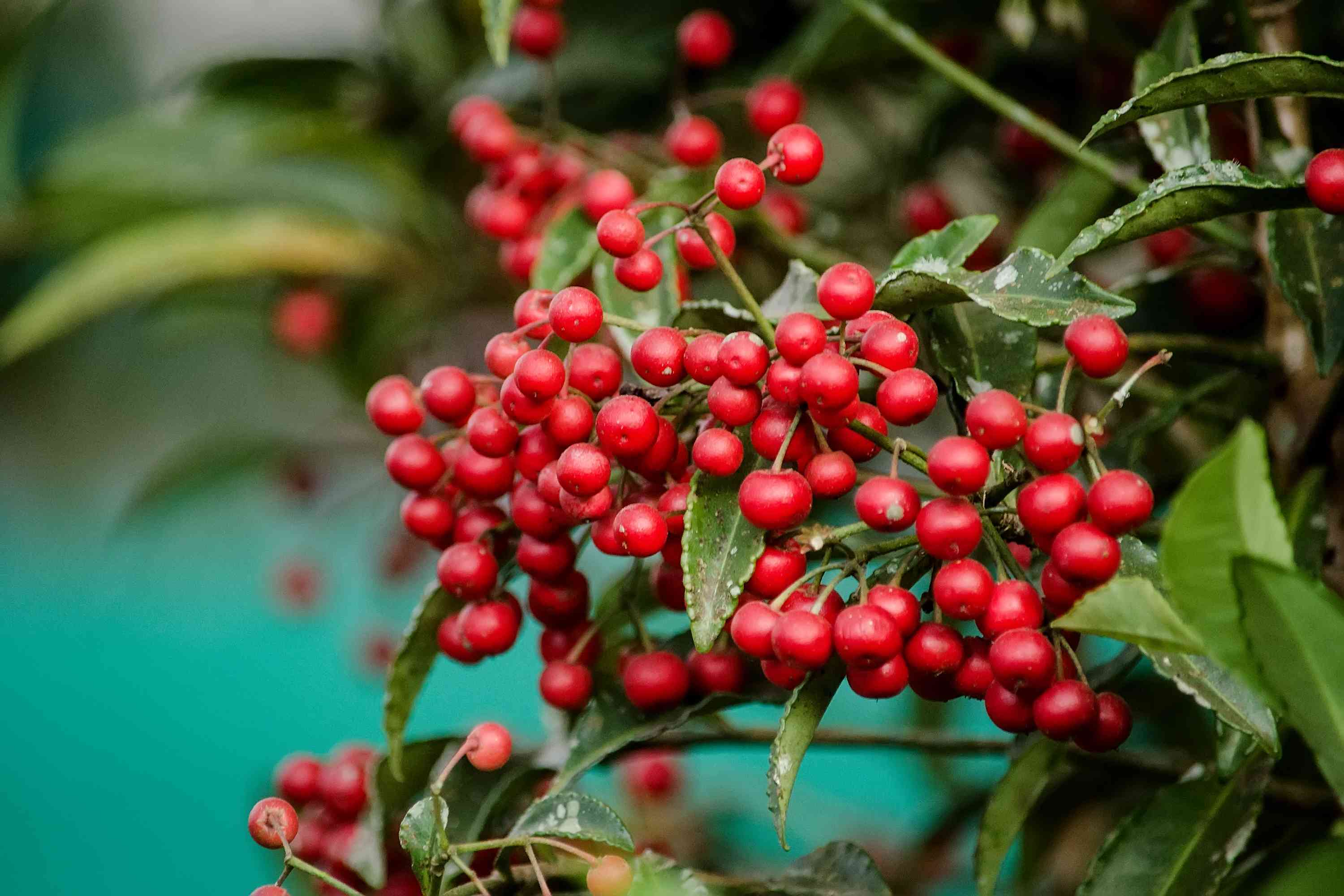 Christmas berry(Ardisia crenata)