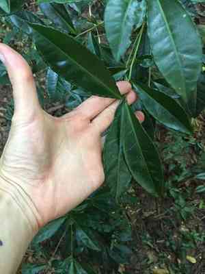 Christmas berry(Ardisia crenata)