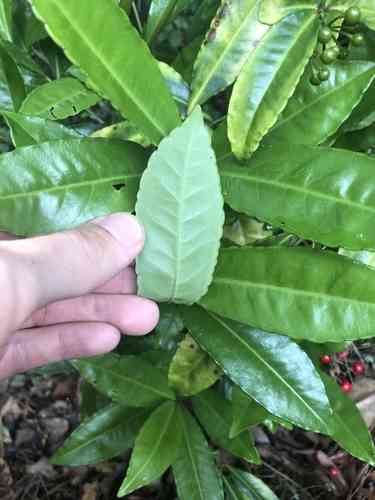 Christmas berry(Ardisia crenata)