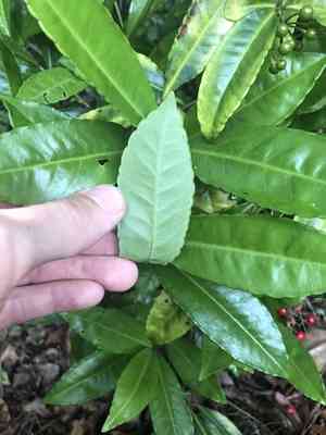 Christmas berry(Ardisia crenata)