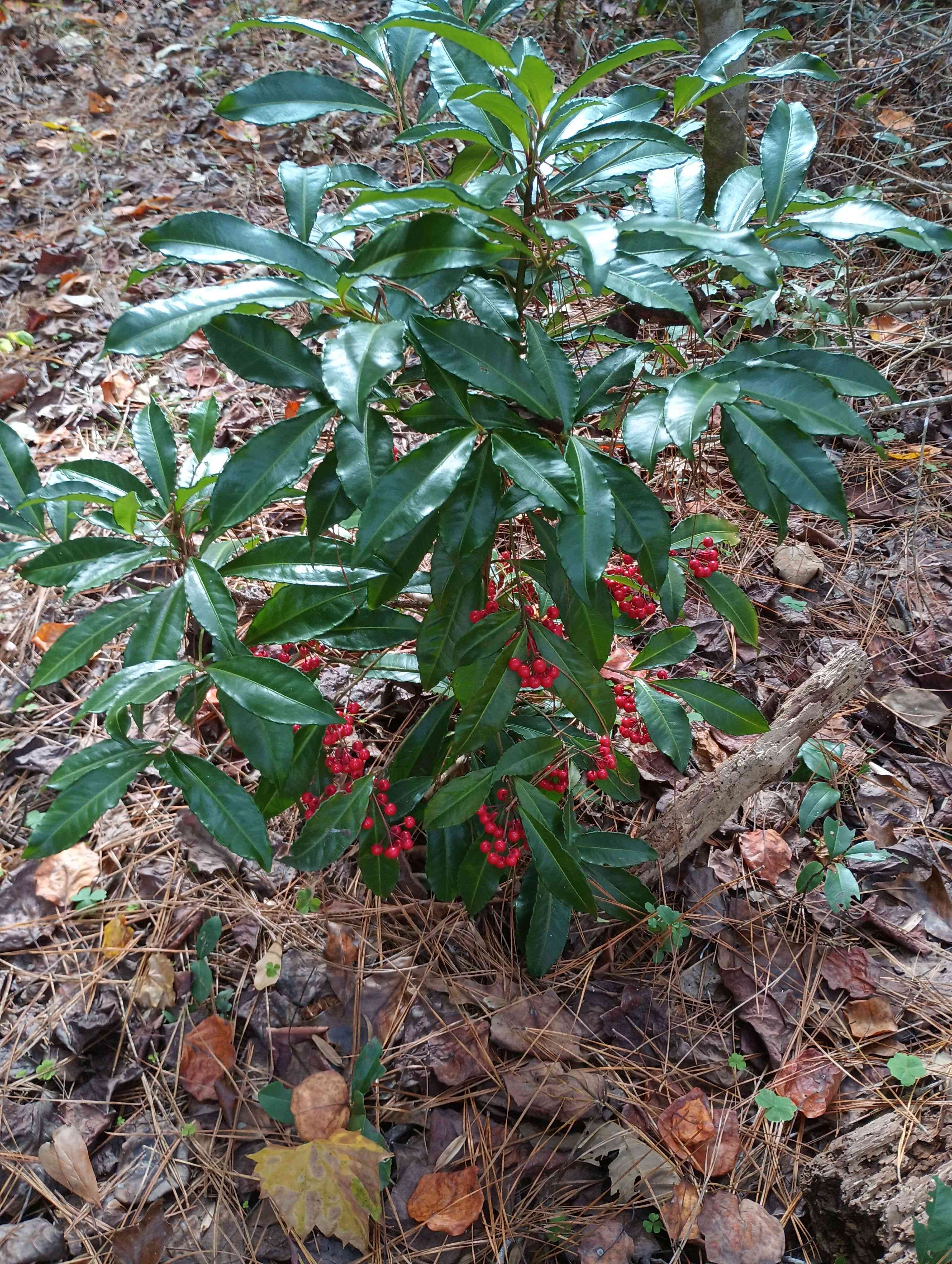 Christmas berry(Ardisia crenata)