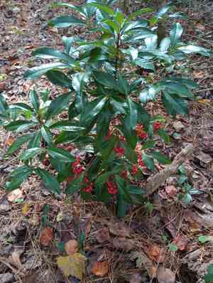 Christmas berry(Ardisia crenata)