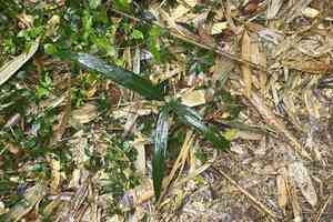 Japanese holly(Ardisia crispa)