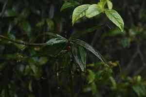 Japanese holly(Ardisia crispa)