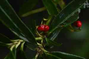 Japanese holly(Ardisia crispa)