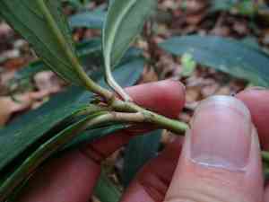 Japanese holly(Ardisia crispa)