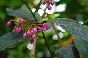 Low shoebutton(Ardisia humilis)