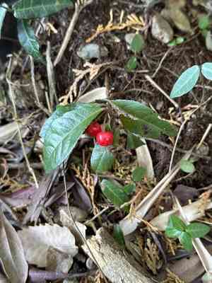 Marlberry(Ardisia japonica)