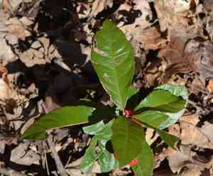 Marlberry(Ardisia japonica)