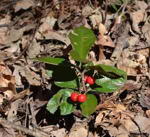Marlberry(Ardisia japonica)