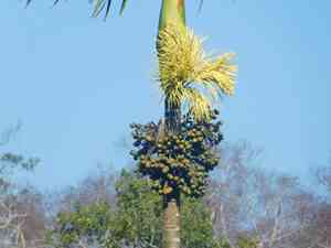 Areca palm(Areca catechu)