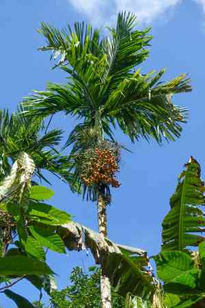 Areca palm(Areca catechu)