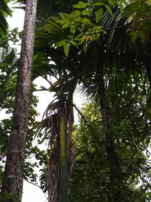 Areca palm(Areca catechu)