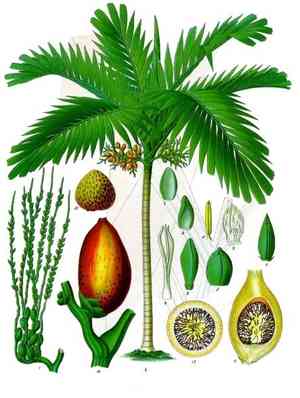 Areca palm(Areca catechu)