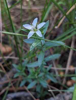 Spreading sandwort(Arenaria lanuginosa)