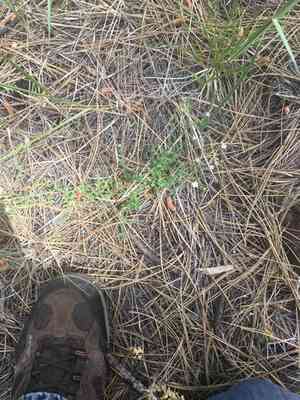 Spreading sandwort(Arenaria lanuginosa)