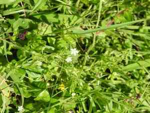 Spreading sandwort(Arenaria lanuginosa)