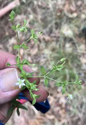 Spreading sandwort(Arenaria lanuginosa)