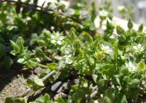 Slender sandwort(Arenaria leptoclados)