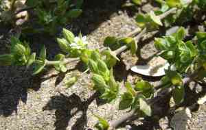 Slender sandwort(Arenaria leptoclados)