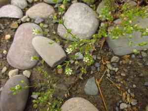 Slender sandwort(Arenaria leptoclados)